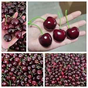 Modelo de Cereza Artificial para Fotografía, Manualidades de Polifoam, Decoraciones de Fruta de Cereza, Cereza Artificial de Espuma - Product Image 4