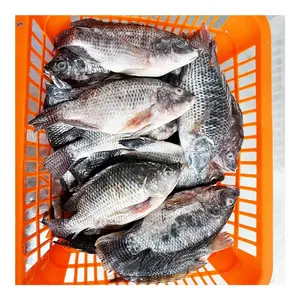 China fornecedor iqf tilapia-tilapia peixe todo redondo envio rápido preto tilapia