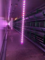 Lampes de grange LED T12, 28W, suspension verticale, rouge + blanc commutable, 360° °   Angle de faisceau pour élevage avicole
