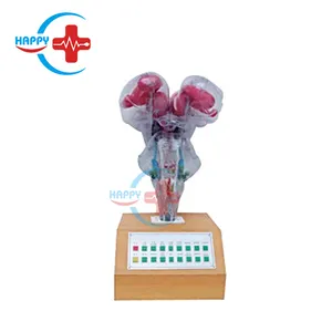 HC-S287 Advanced Electrical menschliches Hirnstamm modell mit Sprach aufforderung Gehirn modell Anatomie modell Mensch
