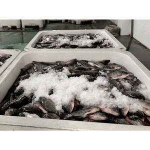 Tilapia entière congelée Taiseng, procédé IQF, origine Fujian, spécification 500-800g - Product Image 6