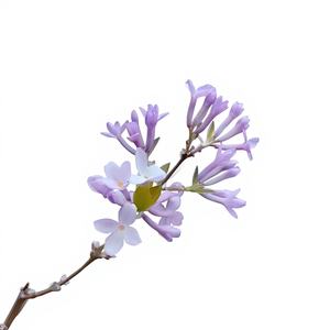 Poudre concentrée de fleurs de lilas et de daphné biologique naturelle de qualité supérieure, extrait de fleurs de lilas et de daphné en poudre de qualité alimentaire - Product Image 3