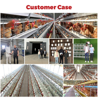 Cage pour poules pondeuses avec abreuvoir à tétine et plateau à œufs pour poules pondeuses, ferme avicole, 4 niveaux, 4 portes, Type-A