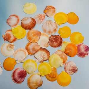 Pequeñas almejas coloridas naturales para manualidades, decoración del hogar - Product Image 6