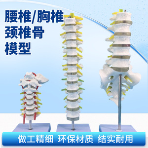 Modèle de colonne vertébrale humaine, vertèbres, modèle de colonne vertébrale lombaire, colonne vertébrale cervicale avec nerfs, structure de la colonne vertébrale thoracique, intervertèbres lombaires - Product Image 2