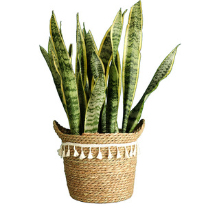Paniers à fleurs en rotin tressé de style nordique, faits à la main, circulaires, pour plantes d'intérieur, pots décoratifs, plantes vertes - Product Image 5
