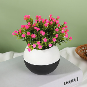 bonsai tree gift Wisdom Bonsai Pop-Up Houseplant – Watson's Greenhouse main image 1
