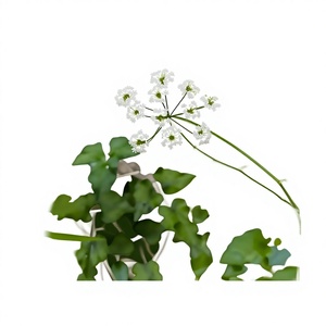 Extracto de Pimpinella <span class=keywords><strong>Anisum</strong></span> en Polvo de Alta Calidad 10:1, Extracto de Pimpinella <span class=keywords><strong>Anisum</strong></span> en Polvo Soluble en Agua, Grado Alimenticio - Product Image 2