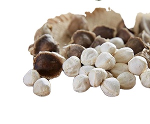 Graines <span class=keywords><strong>de</strong></span> <span class=keywords><strong>Moringa</strong></span> Oleifera <span class=keywords><strong>de</strong></span> grande taille, sans coquille, fruits pelés à vendre - Product Image 5