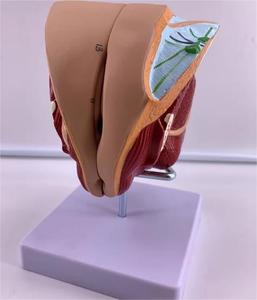 Modèle anatomique détachable du système reproducteur féminin, taille réelle, en PVC, organes génitaux internes et externes - Product Image 4