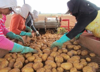 CWB-2L 2 rangées de vitesse fonctionnante 2-5 km/h récolteuse de pommes de terre pour les carottes ou les oignons