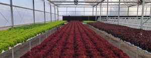 Bac de plantation hydroponique NFT, gouttière NFT en <span class=keywords><strong>PVC</strong></span> résistant aux UV pour l'agriculture verticale commerciale - Product Image 4