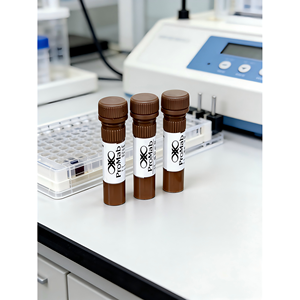 Anticuerpo Monoclonal de Conejo a <span class=keywords><strong>N</strong></span> WASP - Product Image 3