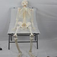 Modelo de Esqueleto Humano de 170 cm, Modelo de Huesos Humanos de Tamaño Real, Modelo de Esqueleto de Tamaño Completo para Ciencias Médicas Anatómicas