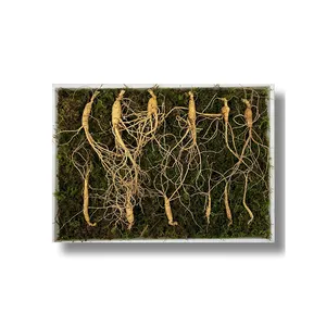 (Samio Corp) Corée du Sud vente en gros d'herbes traditionnelles de haute qualité ginseng sauvage cultivé de 7 ans 12 racines KOTRA