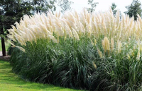Bunga Pampas Grass Laris Manis untuk Dekorasi Pernikahan/Rumah, Buket Pampas Grass