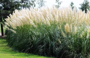 热卖鲜花大干潘帕斯草婚礼/家居装饰潘帕斯草花束 - Product Image 3