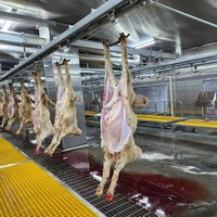 Planta de Sacrificio de Ovejas de Gran Capacidad y Alto Rendimiento, Equipo Halal para Sacrificio de Ovejas, Línea Completa de Producción para Sacrificio de Cabras