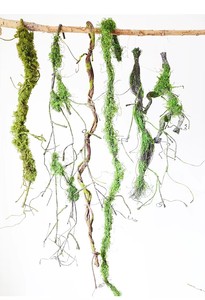 LO-968 Rama de Árbol Artificial con Musgo Sintético, Enredadera Verde Duradera y Ecológica, Estilo Selva Tropical - Product Image 4