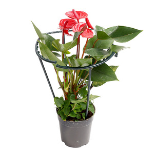 <b>Plant</b> <b>Support</b> <b>Frame</b> Black Plastic 3 Pack For Potted Flowers Garden Use - Product Image 2