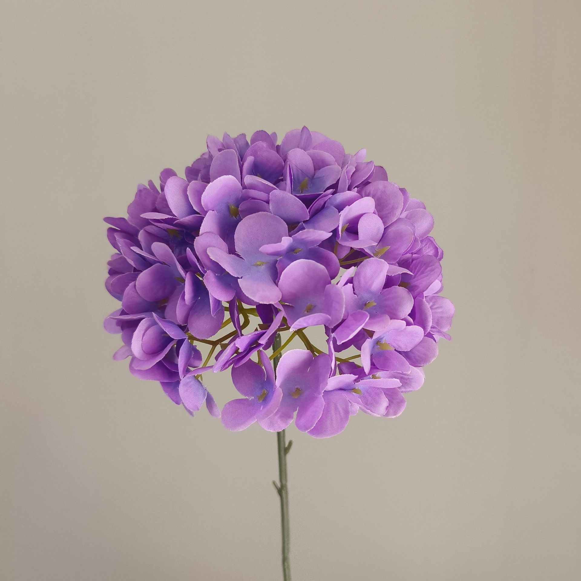 Pourpre