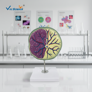 โมเดลรกร่างกายผู้หญิงกายวิภาคศาสตร์มดลูกการฝึกอบรมทางการแพทย์รก - Product Image 2