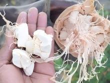 High Oil Content Premium Dried Baobab <b>Seeds</b> Food Grade 24 Months Shelf Life LAKE FARMS for Cold Pressed Oil Production - Product Image 3
