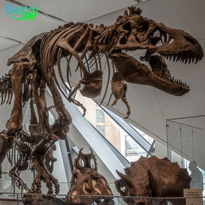 Gecai Museum Real Dinosaur <span class=keywords><strong>Fossil</strong></span> Bones Life Size Dinosaur Skeleton en venta - Product Image 4