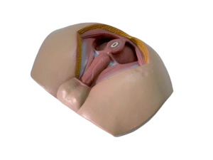 骨盤の会陰および生殖器の筋肉のためのPVCの男性の解剖学的モデル - Product Image 2