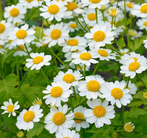 Pasokan Pabrik Harga Terbaik Ekstrak Bunga <span class=keywords><strong>Feverfew</strong></span> Bubuk 1.0% Parthenolide Ekstrak <span class=keywords><strong>Feverfew</strong></span> Alami Bubuk - Product Image 3