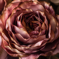 Rose artificielle en soie vintage française à bords brûlés, 50 cm, tige unique, fausse rose lychee pour décoration de mariage et de table à domicile (vente en gros)