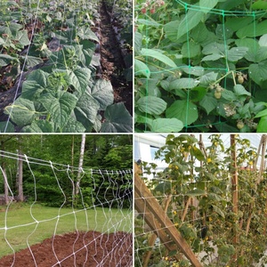 PP Ép Đùn Nhựa Dưa Chuột Leo Núi Net Trắng Trellis Lưới Lưới Với Bảo Vệ <span class=keywords><strong>UV</strong></span> Nhà Máy Hỗ Trợ Net - Product Image 6