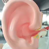 DARHMMY Science médicale PVC modèle anatomique 3x modèle d'oreille moyenne agrandi dissectible en 2 parties