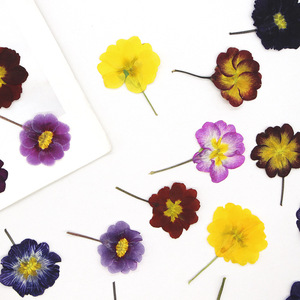 Fiori di <span class=keywords><strong>Primula</strong></span> Essiccati a Colore Naturale per Inviti di Nozze, Creazione di Candele e Decorazioni Fai-da-Te - Product Image 5