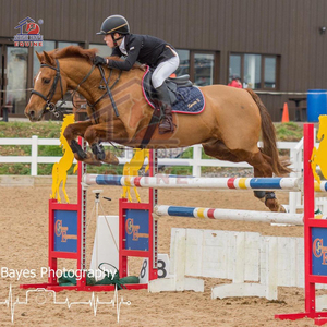 Attrezzatura equestre in alluminio Shinehope prodotti per cavalli cavallo salto ala - Product Image 6