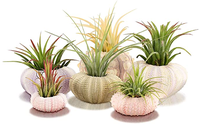Coquilles d'ormeaux écologiques en matériau organique, style amour, échantillon gratuit pour la décoration intérieure et les cadeaux