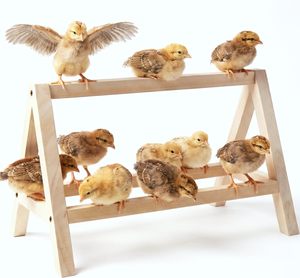 Perchoir en bois naturel pour poussins, barre de repos en bois pour poussins, base stable en A, pour couveuse et enclos d'éducation - Product Image 1