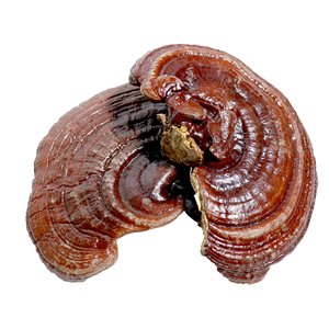 Chất lượng cao hữu cơ <span class=keywords><strong>Ganoderma</strong></span> trồng toàn bộ khô Lingzhi Đỏ <span class=keywords><strong>Ganoderma</strong></span> lucidum Hoang Dã Reishi - Product Image 2