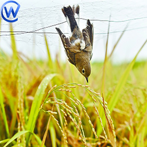 ตาข่ายดักนกแบบกันลม ขนาด 15 มม. ตาข่ายดักแมลงวัน ตาข่ายกั้นนก - Product Image 1