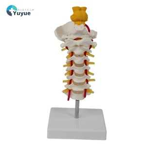 <span class=keywords><strong>Esqueleto</strong></span> de PVC de tamaño real, modelo de 7 vértebras cervicales con hueso occipital, tronco encefálico, nervios, vasos sanguíneos para ciencia médica - Product Image 1