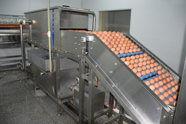High Efficiency Pasteurized Liquid Egg Processing Line