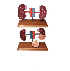 Animal avanzado PVC ganado vaca riñón modelo anatómico para la enseñanza - Product Image 5