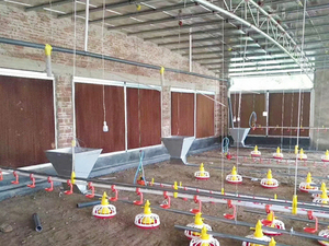 Melhor Venda Sistema Automático de Alimentação e Bebedouro de Alta Qualidade e Baixo Preço para Frangos de Corte e Poedeiras em Fazendas Avícolas - Product Image 5