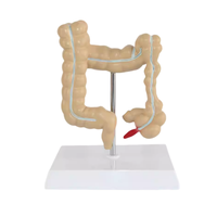 Modelo Anatómico de Intestino Grueso de PVC TIANLIAN YL-53, Maniquí Médico para Uso Escolar, Demostración de Aparato Intestinal Común