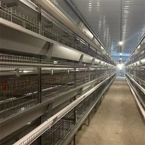 Equipo automático de sistema de jaula con batería para gallinero para pollos de 10000 capas Proveedor de fábrica de granja avícola Nueva condición - Product Image 3