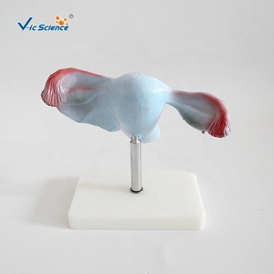 แบบจำลองมดลูกธรรมชาติ แบบจำลองมดลูก แบบจำลองมดลูกทางกายวิภาค - Product Image 3