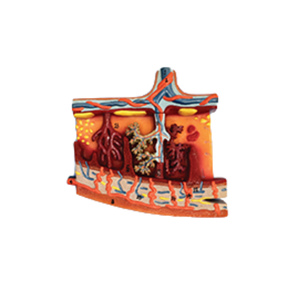 ADA-A599 แบบจำลองกายวิภาคของรกขยายขนาดคุณภาพสูง สำหรับการเรียนการสอนทางการแพทย์ จากเซี่ยงไฮ้ - Product Image 1