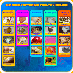 Sıcak satış kanatlı ve hayvancılık vitamini AD3E tozu multivitamin çözünür toz Amino asit Premix kanatlı için - Product Image 3