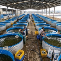 Bassin circulaire en acier galvanisé industriel pour l'aquaculture commerciale, élevage de poissons, crevettes et crabes