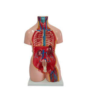 인체 모델 몸통 모델 인간의 몸통 근육 모델 - Product Image 3